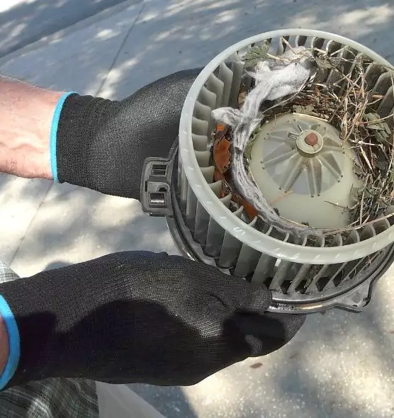 About Air Duct Mice Removal in Glassmanor, MD